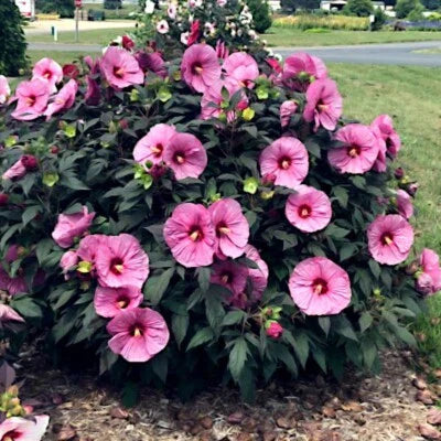 pink swamp flower seeds