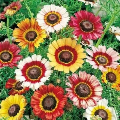 painted daisy flower seeds