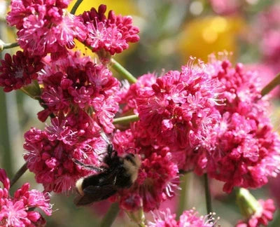 pink buckwheat flower seeds