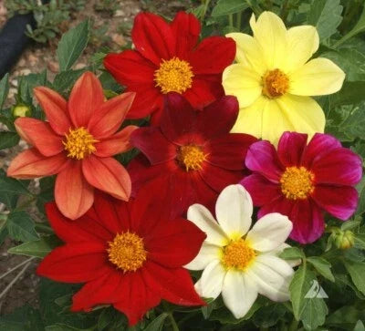 dahlia mixed flower seeds