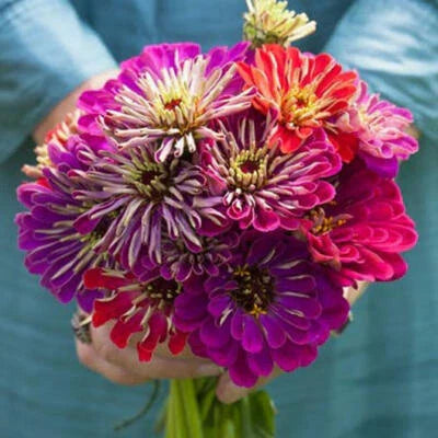 zinnia meteor flower seeds