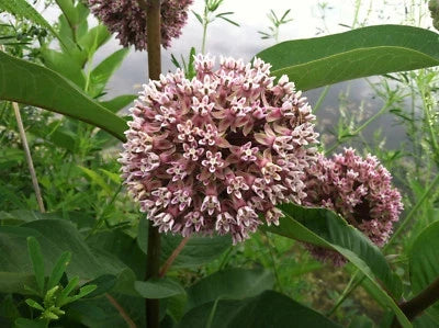 Common Milkweed Seeds for Planting