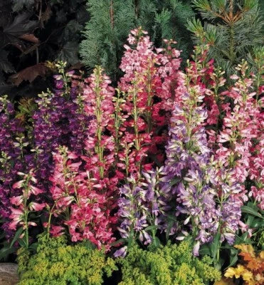 Rondo Penstemon Mix Seeds for Planting