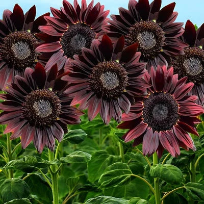 Chocolate Cherry Sunflower Seeds for Planting