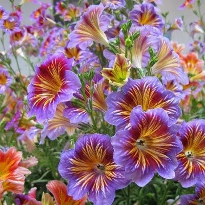 chilean morning flower seeds