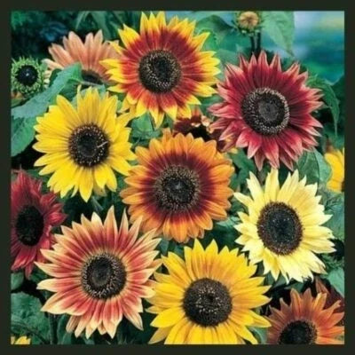 sunflower autumn flower seeds