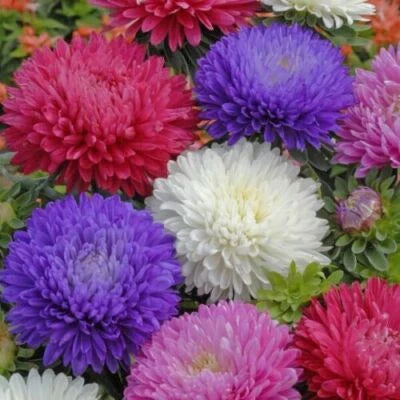ostrich feather flower seeds