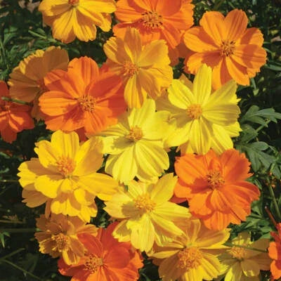 Bright Lights Cosmos Seeds for Planting