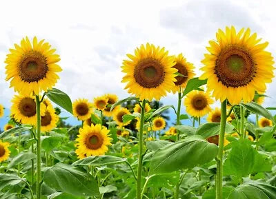 giant sunflower flower seeds