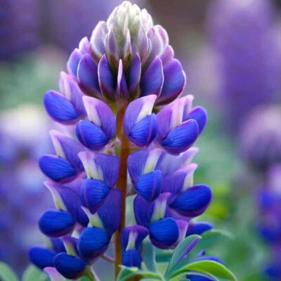 arroyo lupine flower seeds