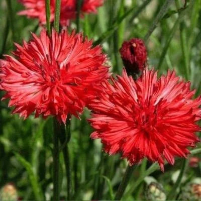 red cornflower flower seeds