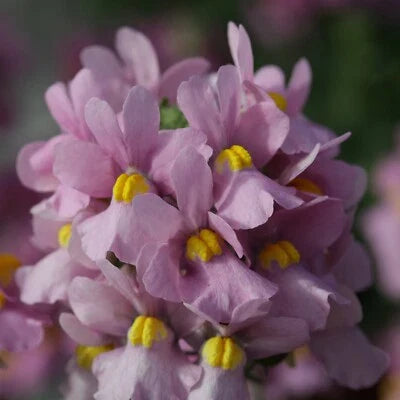 pink nemesia flower seeds