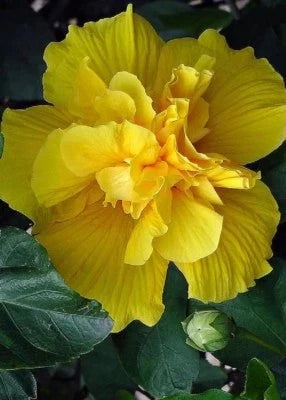 yellow double flower seeds