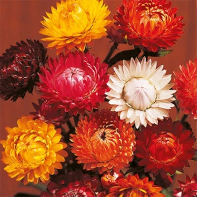 Tom Thumb Mix Strawflower Seeds for Planting