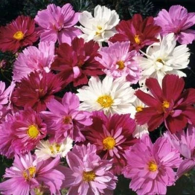cosmos psyche flower seeds