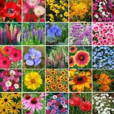 wildflower mix flower seeds