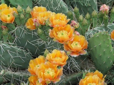 Orange Opuntia phaeacantha Cactus Seeds for Planting