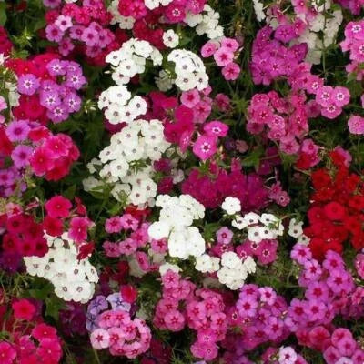 Pink White Red Tall Phlox Mix Seeds for Planting