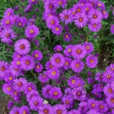 purple new flower seeds