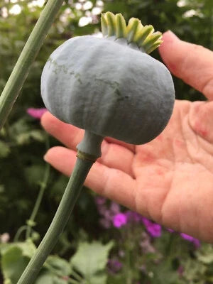 Giganteum Poppy Seeds for Planting