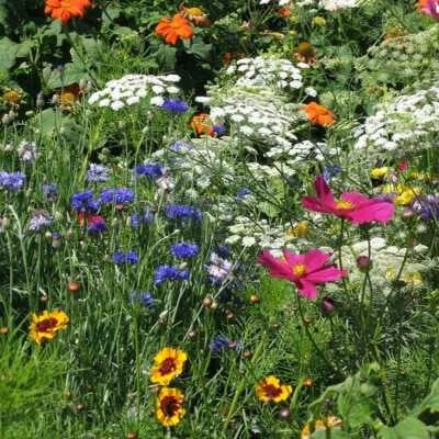 wildflower mix flower seeds