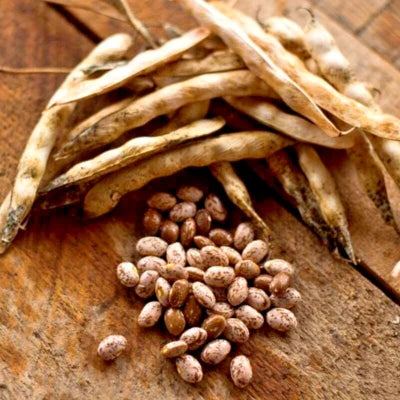 pinto bean flower seeds