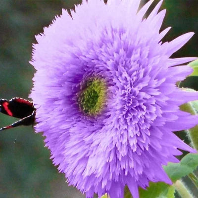 purple rare flower seeds