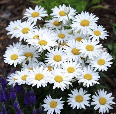 alaska shasta flower seeds