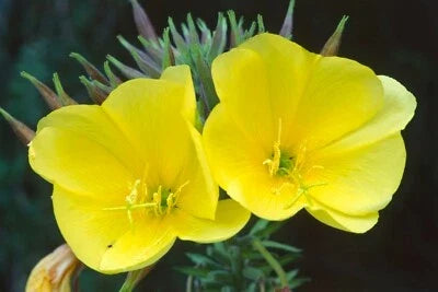 yellow common flower seeds