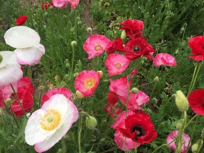 shirley double flower seeds