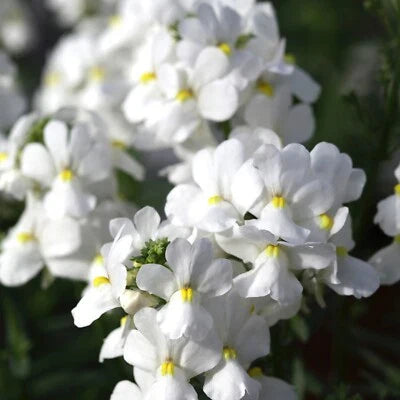 white nemesia flower seeds