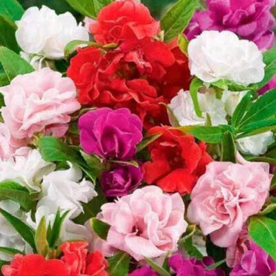 camelia flowered flower seeds