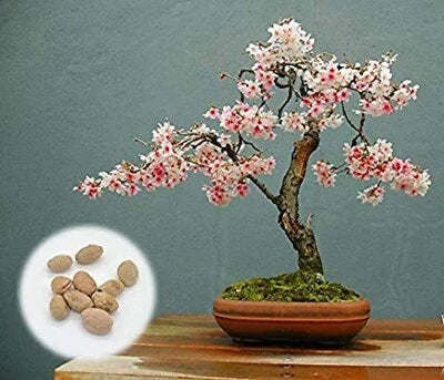 Japanese Cherry Blossom Tree Seeds for Planting