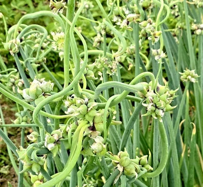 onion top flower seeds