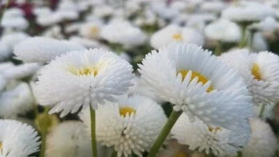 White Enorma English Daisy Seeds for Planting