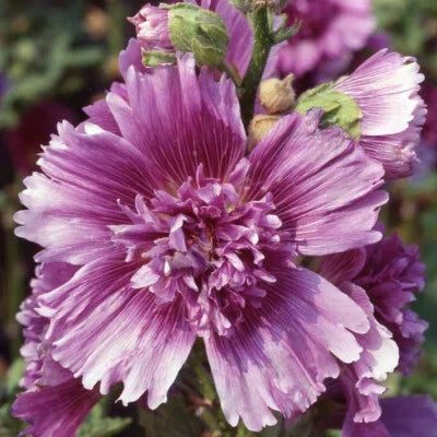 Purple Queeny Hollyhock Seeds for Planting