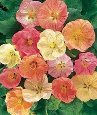 abutilon bella flower seeds