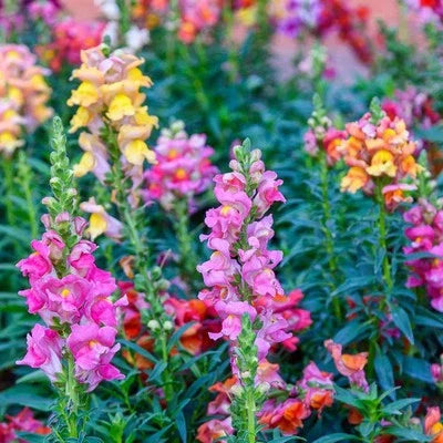 tetra snapdragon flower seeds