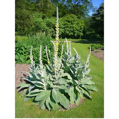 Great Mullein (Verbascum thapsus) Seeds for Planting – Organic, Heirloom, Non-GMO