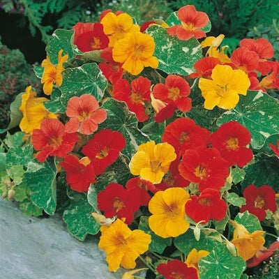 Alaska Mix Nasturtium Seeds for Planting