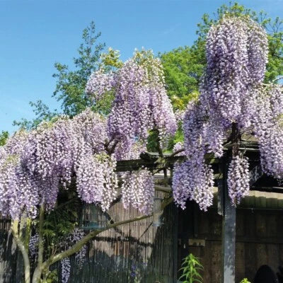 Purple Wisteria Vine Seeds for Planting