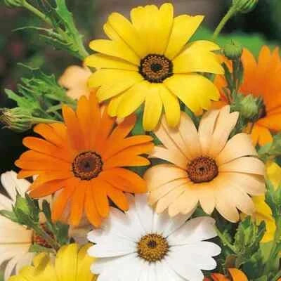 African Daisy Seeds for Planting