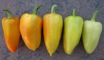 Green White Antohi Romanian Pepper Seeds for Planting