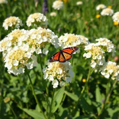 white milkweed flower seeds