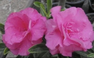 Pink Shocky Desert Rose Adenium Seeds for Planting