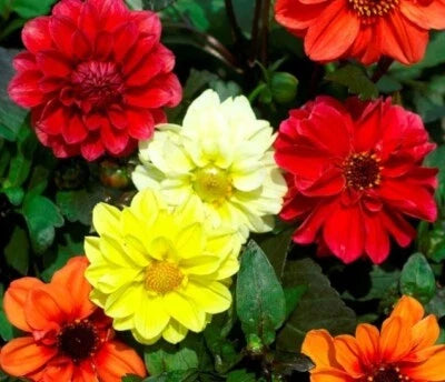 Mary Bloody Dahlia Mix Seeds for Planting