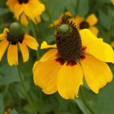 clasping coneflower flower seeds