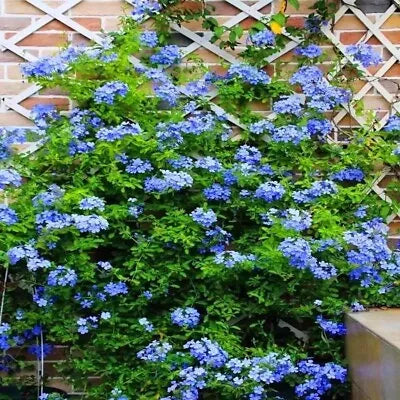 blue for flower seeds