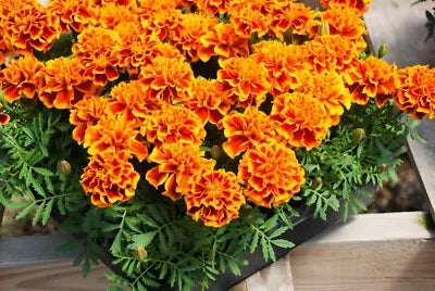 orange yellow flower seeds