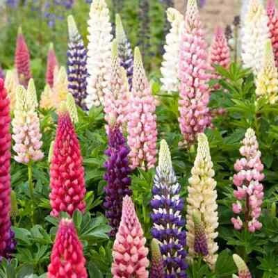 Russell Lupine Seeds for Planting